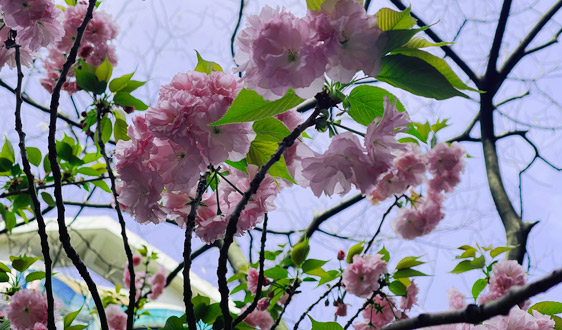 逐際動力發布具身Agentic OS系統LimX COSA