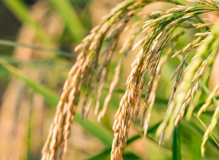 濮阳市政府筹措资金500万元用于购置移动式烘干设备 全力保障秋粮颗粒归仓